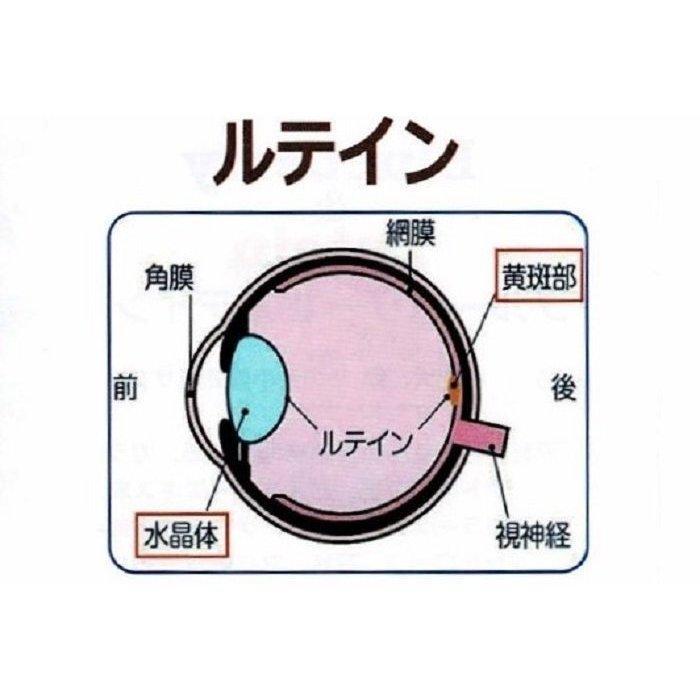 目の健康維持とサポートに!高濃度ポリフェノールとルテイン配合!ブルーベリー&ルテイン 300粒!