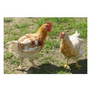 高知県から直送! はちきん地鶏!