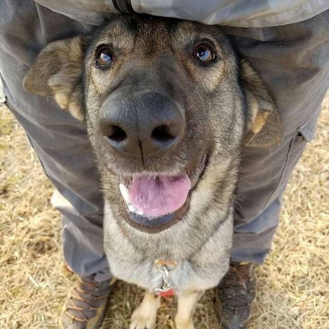 ★一般社団法人救犬ジャパンで頑張ってるワンコ達に応援物資を贈る