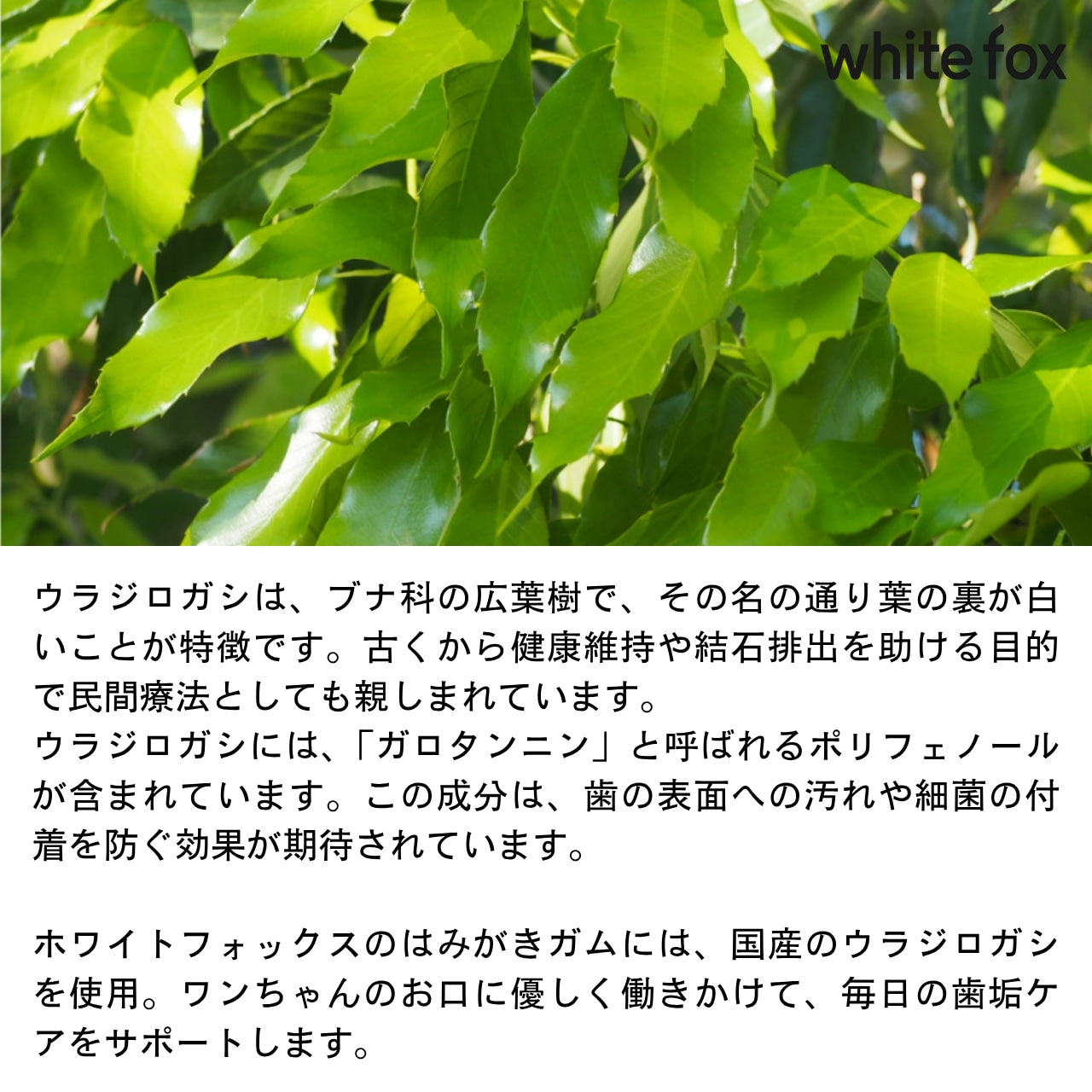 ウラジロガシはみがきガム（10本入り）