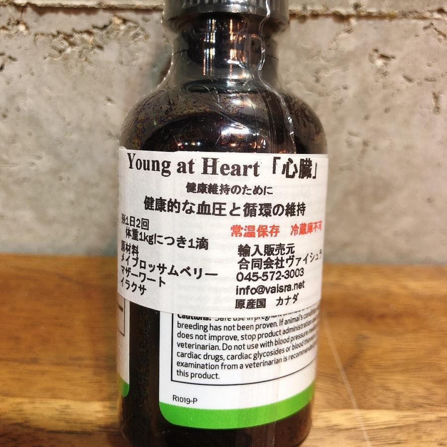 心臓病に！！Pet Wellbeing 「Young at Heart」